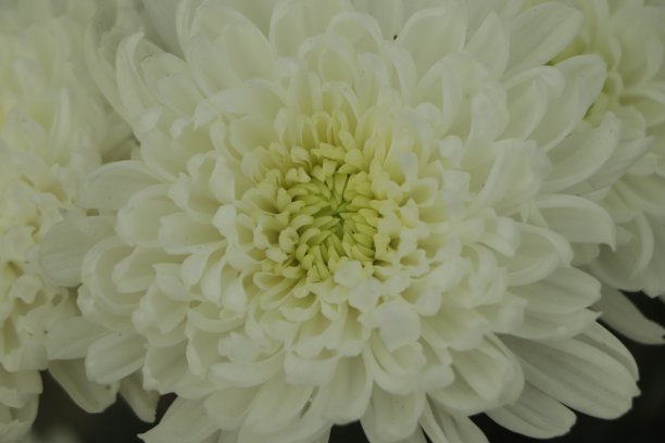 田野里的白菊花特写图片下载