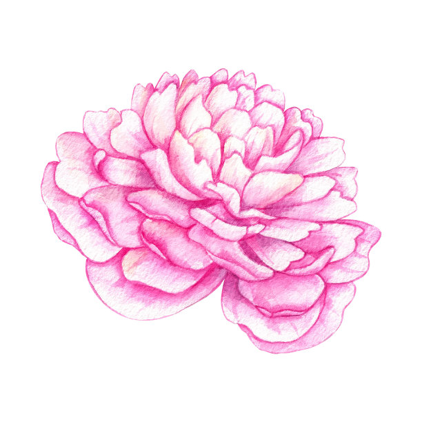 水彩画粉红牡丹花孤立图片下载