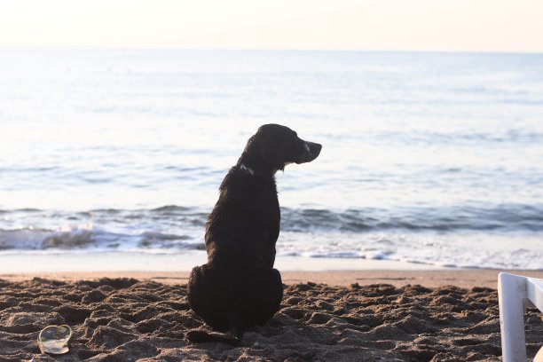 一只狗正坐在海边的沙滩上。图片下载