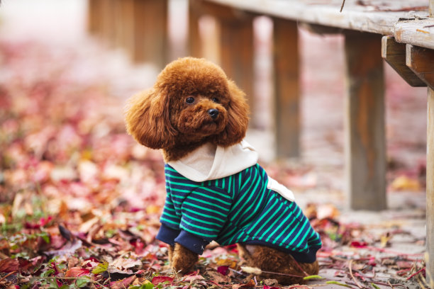 秋天的玩具贵宾犬图片下载