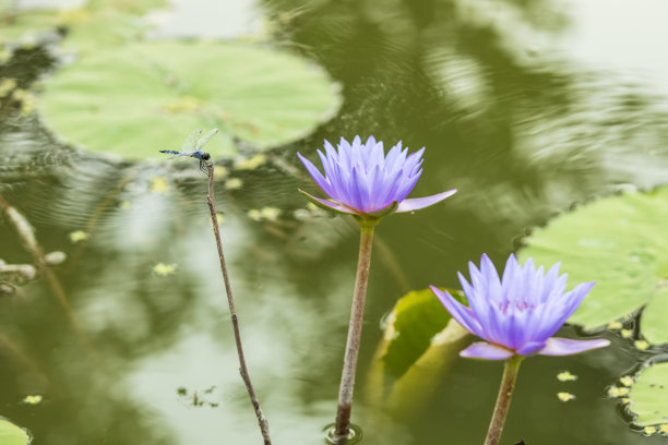 荷花和蜻蜓图片下载