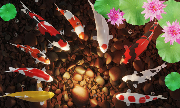 锦鲤或花式锦鲤游成一圈。池塘底有深色的石头。随着宝箱的打开，许多金币铺开。鱼塘里粉红色的荷花。这个形象反映了良好的风水。三维渲染图片下载