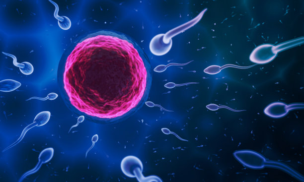 精子被导向卵子。进行人类交配。卵子和精子之间的预受精模型。三维渲染图片下载