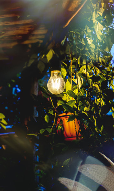 照亮花盆的灯泡图片下载