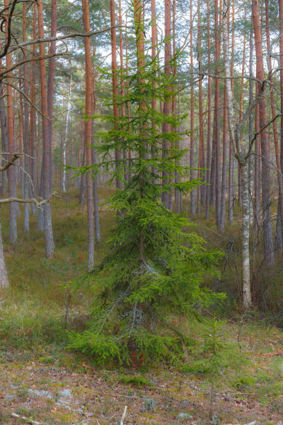 松树林中的冷杉树。秋天的季节。图片下载