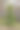 松树林中的冷杉树。秋天的季节。图片下载