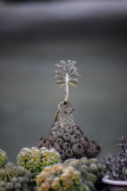 仙人掌图片下载