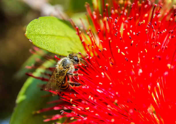 一只被花粉覆盖的蜜蜂在瓶刷花上觅食图片下载