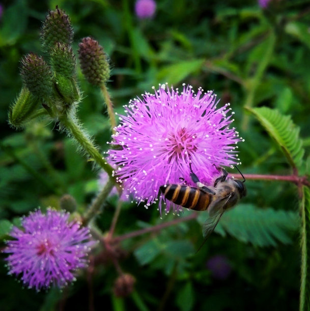 蜜蜂图片下载