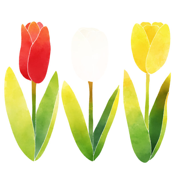 红色、白色和黄色的郁金香图片下载