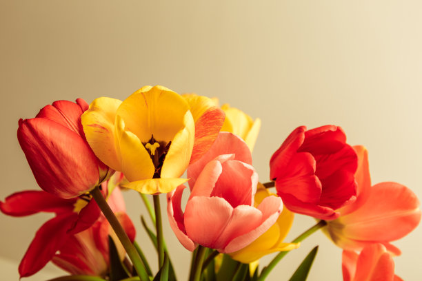 花束的细节多彩郁金香在复古风格米色背景与复制空间。的名片。邀请的明信片。发送问候短信的地方。国际假日。横幅图片下载
