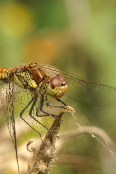 垂直特写的普通飞镖蜻蜓，纹状斑虫坐在树枝上图片下载
