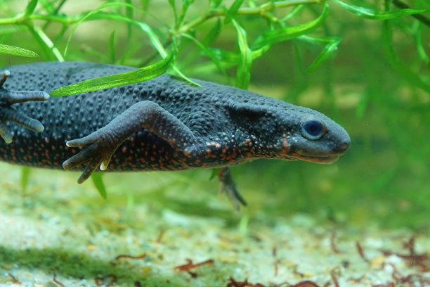 一只成年雌性日本火腹蝾螈的特写，pyrrhogaster游泳图片下载