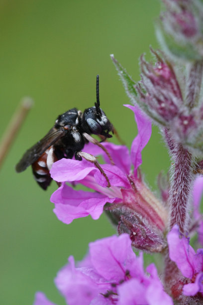 一只彩色的雄性卵寄生蜂美丽的蓝眼睛图片下载