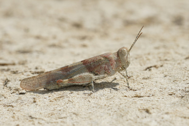 太阳下的蓝翅蝗虫Sphingonotus caerulans特写图片下载