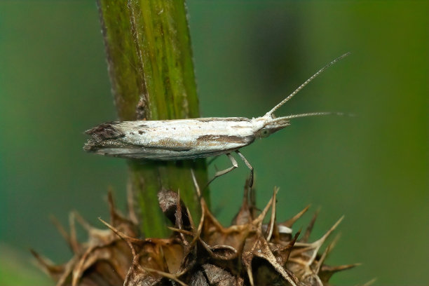 小而罕见的Dame's Rocket moth, Plutella porrecella的特写图片下载