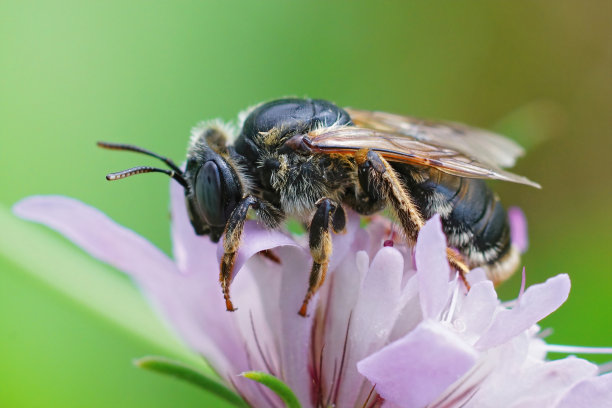 近距离特写，一只地中海雌性Melitturga clavicornis坐在紫色的疥疮花上图片下载