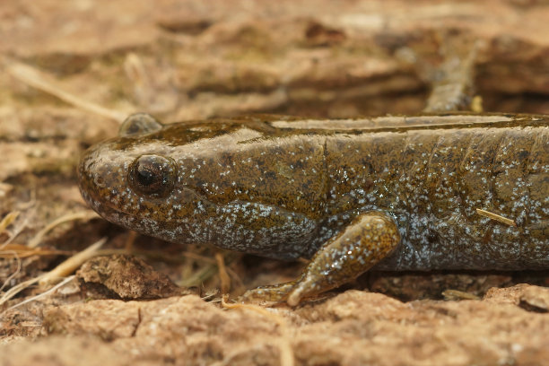 濒临灭绝的大分蝾螈的特写图片下载