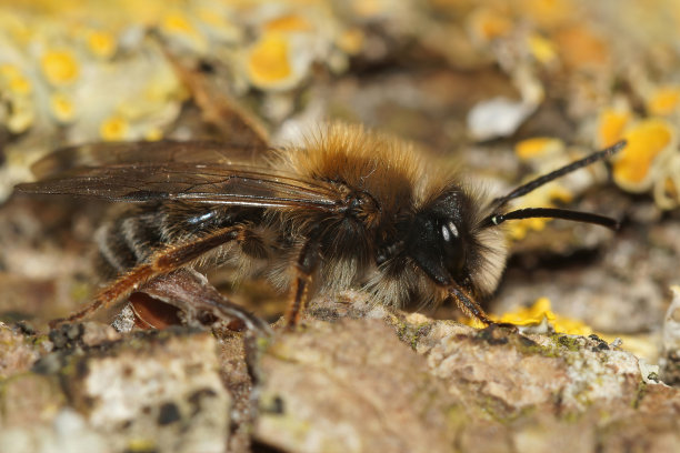 一只雄性克拉克矿蜂的特写，安德里娜·克拉卡拉坐在那里图片下载