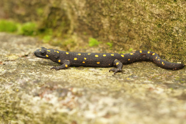 一个美丽的，陆地成年安纳托利亚人的全身特写图片下载