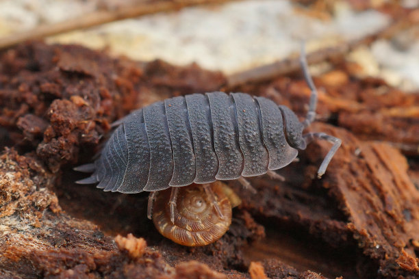 一个常见的粗糙皮肤的木虱特写，Porcellio scaber图片下载