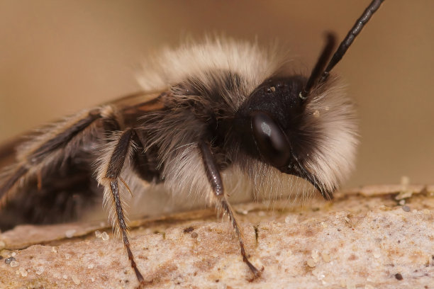 特写的一个男性的白色毛黎明蜂，安德里娜nyctheme图片下载