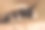 特写的一个男性的白色毛黎明蜂，安德里娜nyctheme图片下载