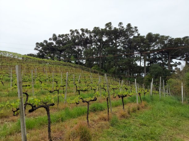 葡萄种植。图片下载