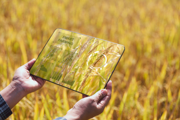 智能耕作农业技术与有机农业妇女使用研究平板，在田间研究水稻品种的发展。智慧农业概念的现代农业经营。图片下载