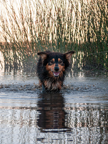 棕色的澳大利亚牧羊犬在池塘里玩耍图片下载
