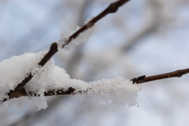 在一个寒冷的冬天，白雪皑皑的树枝上，靠近。自然背景。选择性植物背景。高质量照片图片下载