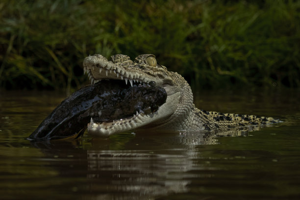 多大的鱼图片下载