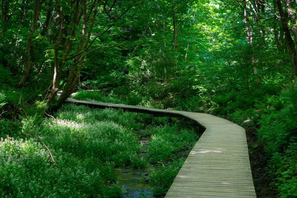 森林中间的一条木制小路的风景镜头图片下载