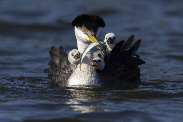 在水中的grebes家庭的特写照片图片下载