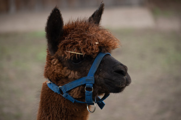 侧面肖像的棕色羊驼图片下载