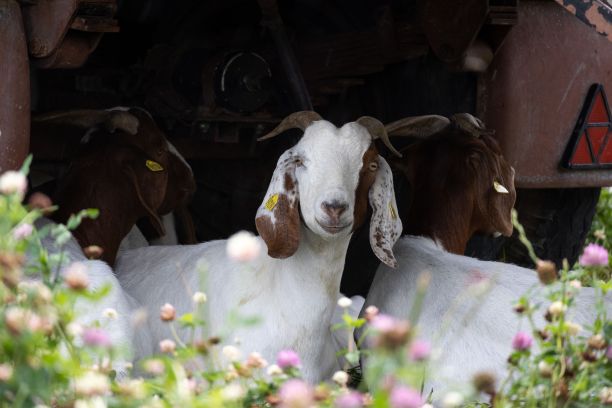 牧场上的山羊或骆驼的美丽景色图片下载