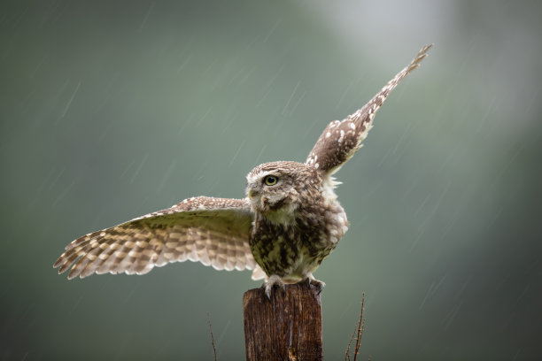 猫头鹰坐在木柱上，背景模糊图片下载