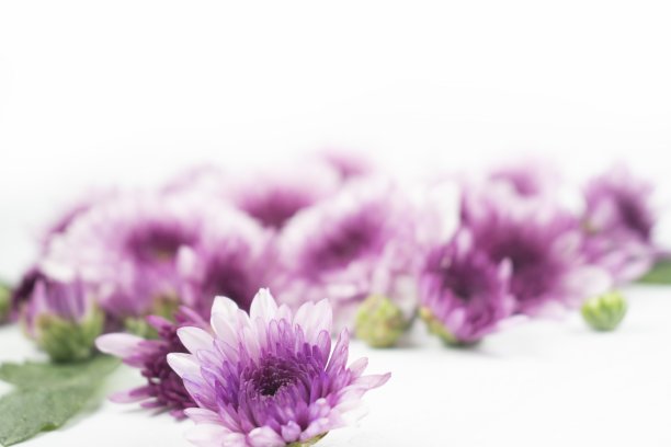 白色的表面上有紫色的菊花和叶子。花卉背景图片下载