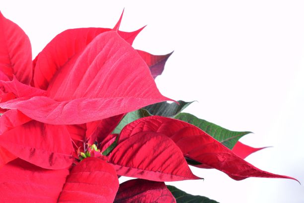 一品红植物孤立在白色背景上图片下载