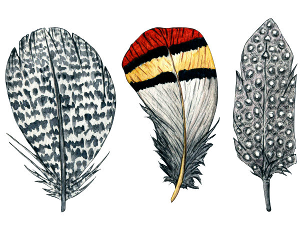 手绘水彩羽毛孤立在白色背景。林地手绘自然插图儿童设计，明信片，海报和印刷。剪贴艺术幼儿园设计。复活节。图片下载
