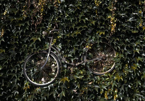 一辆旧自行车挂在一堵长满了海德拉螺旋的墙上图片下载