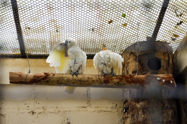 一只eleonora鹦鹉栖息在笼子里清洗羽毛。图片下载