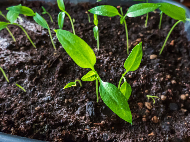 在明亮的阳光下，在窗台上的花盆里，自制的小辣椒幼苗的微距镜头。室内园艺图片下载