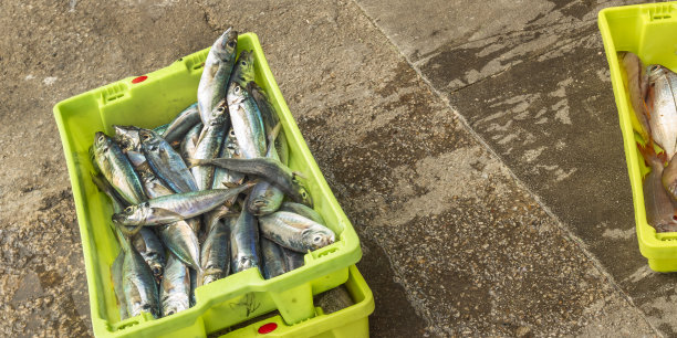 Freshly Caught Fish at Fishing Port, Malpica de Bergantiños, Spain图片下载