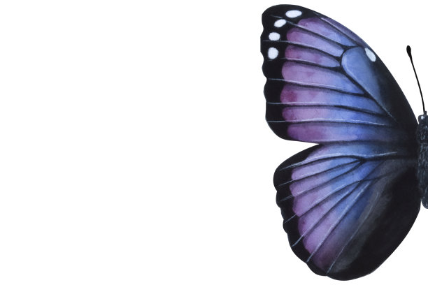 旗帜上有美丽的蓝紫色蝴蝶。手绘水彩插图孤立的白色背景。用于卡片，海报，贴纸，剪贴簿图片下载