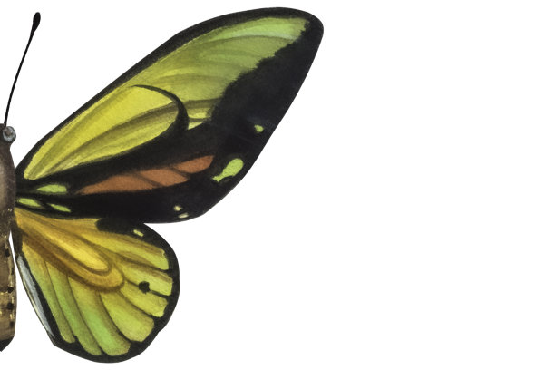 旗帜上有漂亮的黄绿色蝴蝶。手绘水彩插图孤立的白色背景。用于卡片，海报，贴纸，剪贴簿图片下载