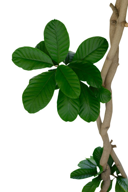 绿叶植物。白色背景上孤立的枝叶。图片下载