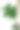 绿叶植物。白色背景上孤立的枝叶。图片下载