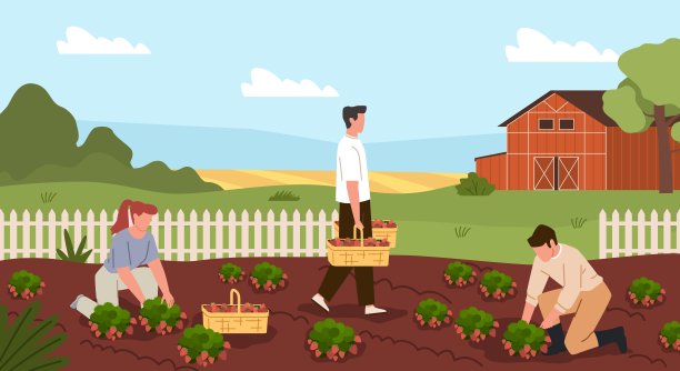 收获的过程。农民人物在花园地块上采摘草莓，体力劳动，收割者，乡村夏季景观，现代农业矢量卡通平面概念图片下载