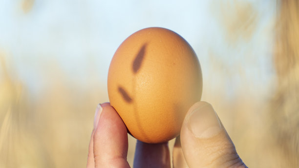 有机农场的天然新鲜鸡蛋图片下载